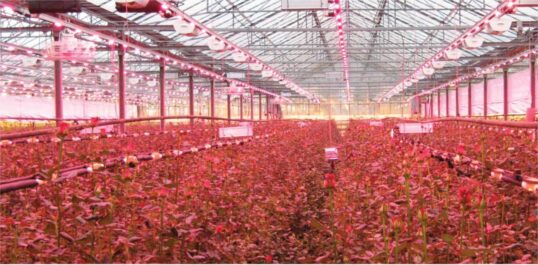 LED Lighting Research in Greenhouses โ Greenhouses Going Green!